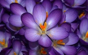 fioletovye-cvety-ne-e592e57.jpg