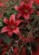Цветочные и растительные фоны / Background Flowers & Plants MEN951_t