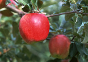 Урожай фруктов / Abundant Harvest of Fruit MEH2PC_t
