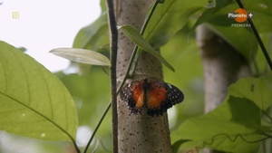 Butterflies.Superheroes.Of.Nature.2023.S01.E01.PL.1080i.HDTV.H264-B89.ts_snapshot_13.51.123.jpg