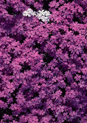 Цветочные и растительные фоны / Background Flowers & Plants MEN94A_t