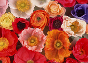 Цветочные и растительные фоны / Background Flowers & Plants MEN92Q_t