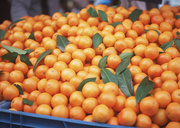 Урожай фруктов / Abundant Harvest of Fruit MEH31H_t