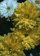 Цветочные и растительные фоны / Background Flowers & Plants MEN95Y_t