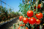 Сочные спелые помидоры / Juicy Ripe Tomatoes MEF62B_t