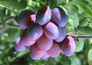 Урожай фруктов / Abundant Harvest of Fruit MEH2O7_t