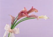 Праздничные цветы / Celebratory Flowers MEN9TD_t