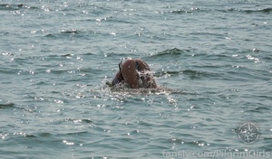 [Image: ME14KMXR_t.jpeg]