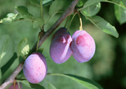 Урожай фруктов / Abundant Harvest of Fruit MEH2OE_t