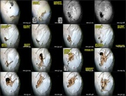 [Image: ME17WQIO_t.jpg]