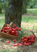 Урожай фруктов / Abundant Harvest of Fruit MEH2JG_t