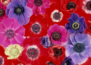 Цветочные и растительные фоны / Background Flowers & Plants MEN92V_t