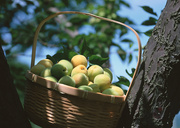 Урожай фруктов / Abundant Harvest of Fruit MEH2JM_t