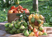 Урожай фруктов / Abundant Harvest of Fruit MEH2MB_t