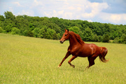 Лошади / Horse MENRKU_t