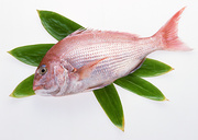 Свежая рыба / Fresh Fish MEGR5C_t