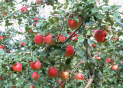 Урожай фруктов / Abundant Harvest of Fruit MEH2S4_t