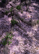 Цветочные и растительные фоны / Background Flowers & Plants MEN97X_t