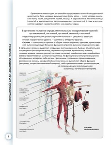 Популярный атлас анатомии человека / Л.Н. Палычева, Н.В. Лазарев (PDF)