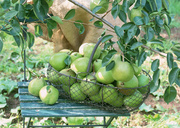 Урожай фруктов / Abundant Harvest of Fruit MEH2M9_t