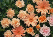 Цветочные и растительные фоны / Background Flowers & Plants MEN92C_t