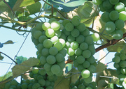 Урожай фруктов / Abundant Harvest of Fruit MEH2P9_t