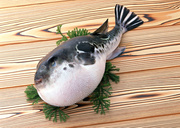 Свежая рыба / Fresh Fish MEGR9T_t