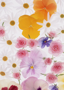 Цветочные и растительные фоны / Background Flowers & Plants MEN912_t