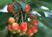 Урожай фруктов / Abundant Harvest of Fruit MEH2N1_t