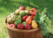 Урожай фруктов / Abundant Harvest of Fruit MEH2TA_t