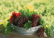 Урожай фруктов / Abundant Harvest of Fruit MEH2L8_t
