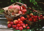 Урожай фруктов / Abundant Harvest of Fruit MEH2JJ_t