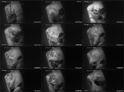 [Image: ME17WQF5_t.jpg]