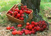 Урожай фруктов / Abundant Harvest of Fruit MEH2JD_t