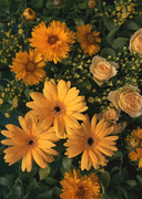 Цветочные и растительные фоны / Background Flowers & Plants MEN92I_t