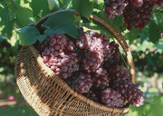 Урожай фруктов / Abundant Harvest of Fruit MEH2KO_t