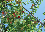 Урожай фруктов / Abundant Harvest of Fruit MEH2RE_t