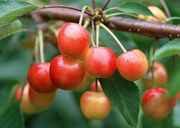 Урожай фруктов / Abundant Harvest of Fruit MEH2MY_t