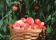 Урожай фруктов / Abundant Harvest of Fruit MEH2J8_t