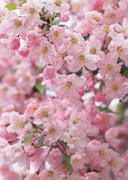 Цветочные и растительные фоны / Background Flowers & Plants MEN945_t