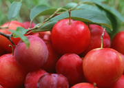 Урожай фруктов / Abundant Harvest of Fruit MEH2TJ_t