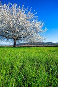 big-white-blossoming-tree-spring_268835-955.jpg