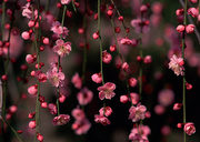 Цветочные и растительные фоны / Background Flowers & Plants MEN93Y_t