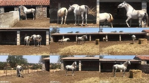 ME93OWB t - Horses And Mares Purebred First Time Horse Mating