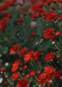 Цветочные и растительные фоны / Background Flowers & Plants MEN94D_t