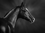 Лошади / Horse MENRIC_t