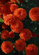 Цветочные и растительные фоны / Background Flowers & Plants MEN94G_t