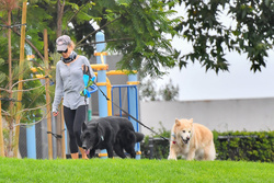 Renee Zellweger - Out for a walk with her two dogs at the park in Laguna Beach CA 08/23/2021