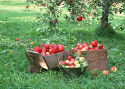 Урожай фруктов / Abundant Harvest of Fruit MEH2MF_t