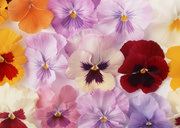 Цветочные и растительные фоны / Background Flowers & Plants MEN91V_t